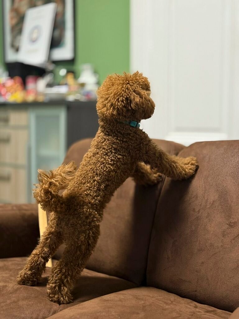 Small brown dog standing on the back of a sofa, watching the door