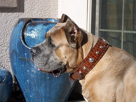 GPS Tracker or Microchip for a Lost Pet: What Each One Actually Does